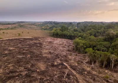 A landscape showing a forest that’s been cleared to make room for a farm.